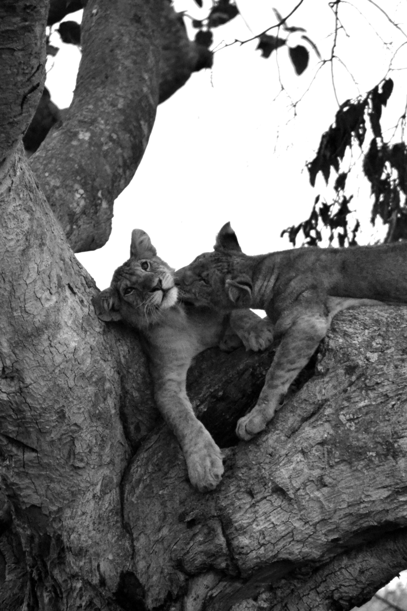 Ishasha's Tree Climbing Lions